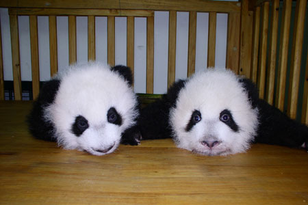 投身社会公益活动,东芝连续四次获得光明公益奖