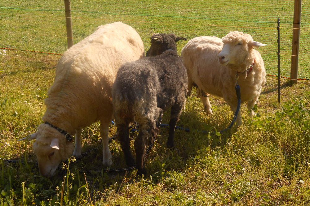 正在吃草的绵羊