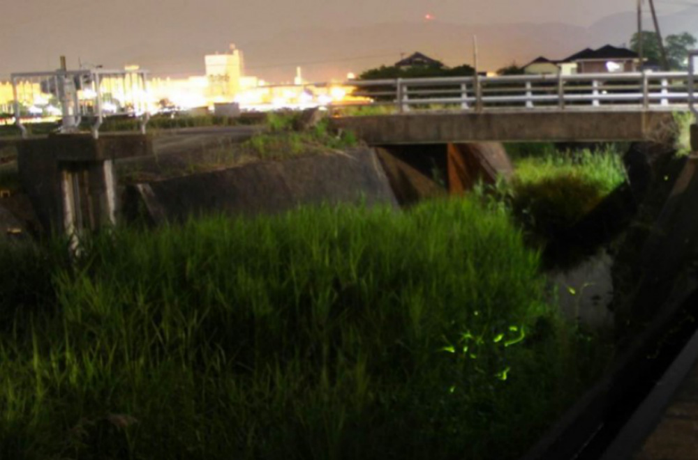 “北鼻川”流域飞舞的萤火虫（左上角是远处的日本半导体株式会社大分工厂）